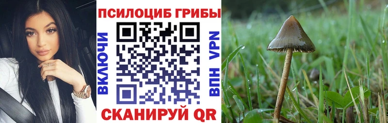 blacksprut tor  Коряжма  Псилоцибиновые грибы Psilocybe 